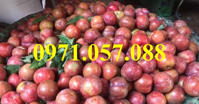 Cây giống mận hậu